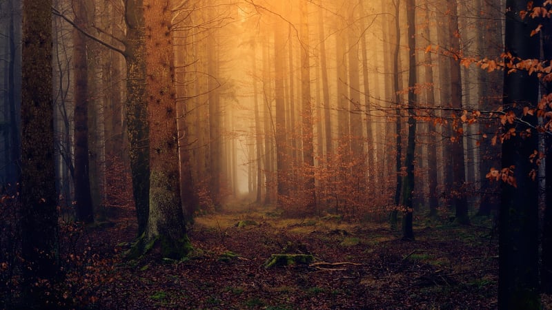 Enchanting Experiences